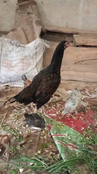 Female breeder pure aseel with 6 chicks for video whatsapp 03166090437