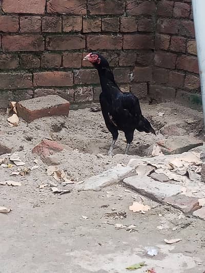 Best Quality Black Muski Mianwali Murgi