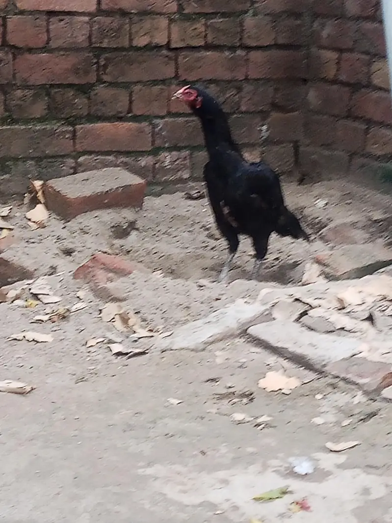 Best Quality Black Muski Mianwali Murgi — photo 2