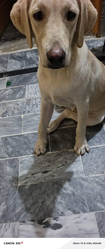 Dog for sell