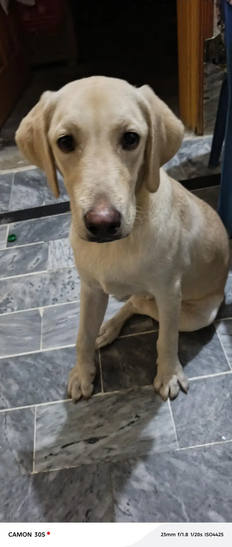 Dog for sell — photo 2