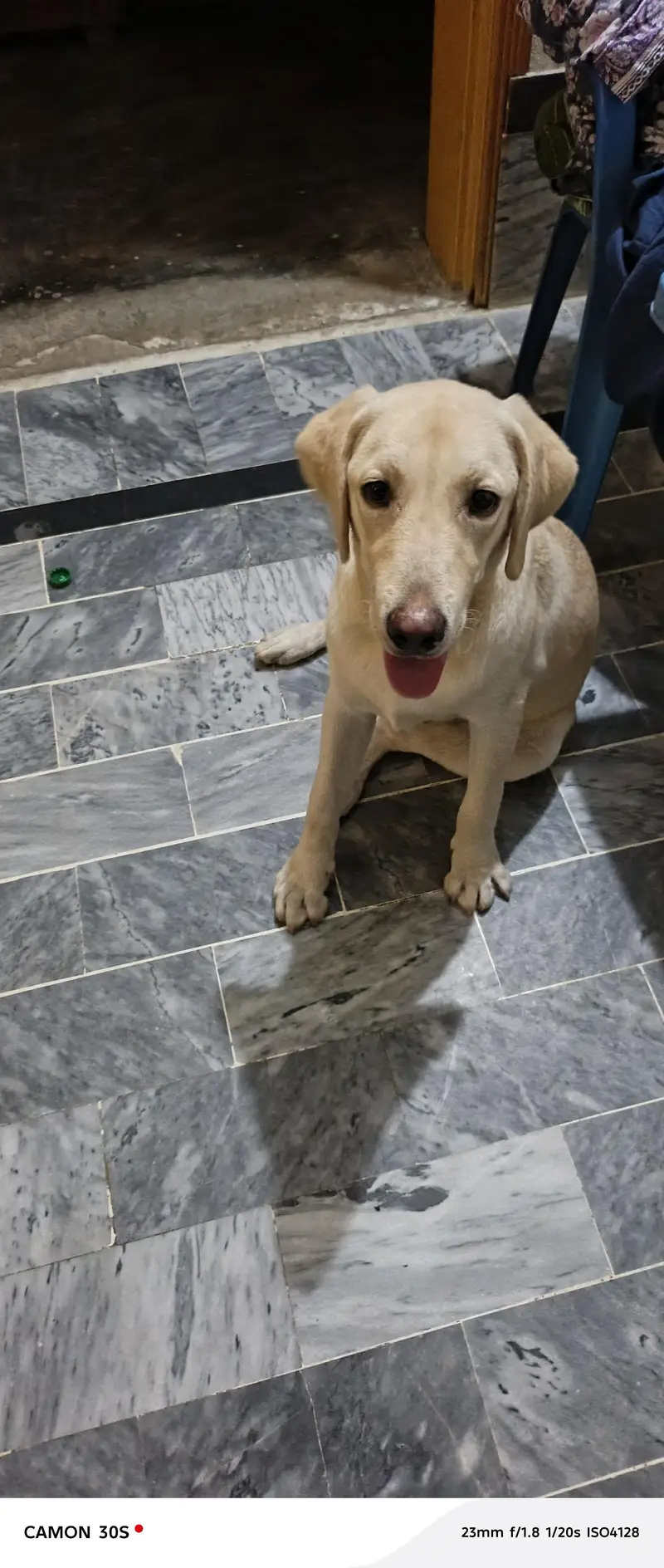 Dog for sell — photo 3