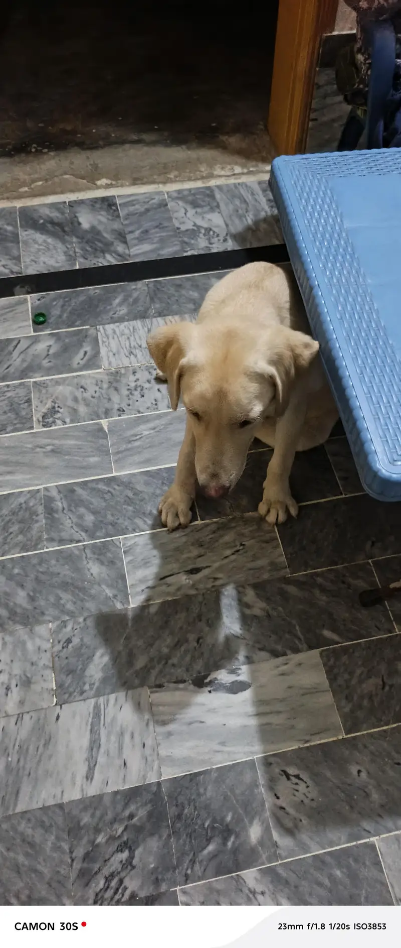 Dog for sell — photo 4