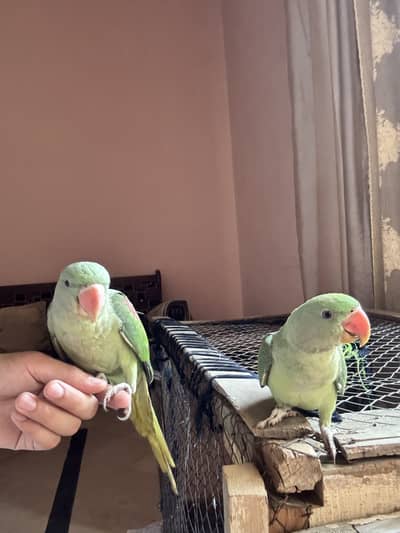 Raw parrot hand tamed