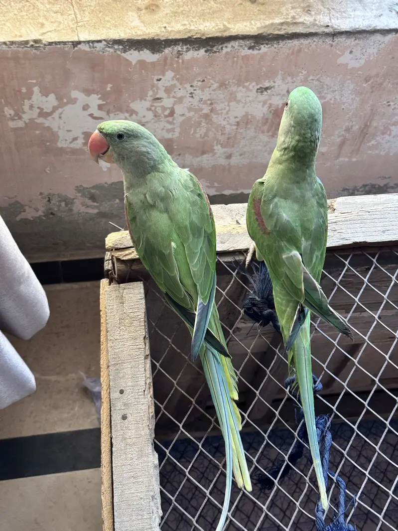 Raw parrot hand tamed — photo 2