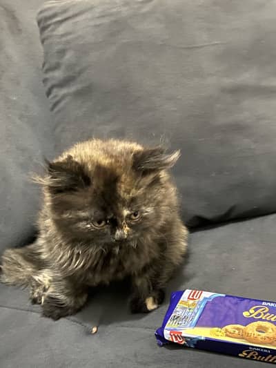 Persian kitten