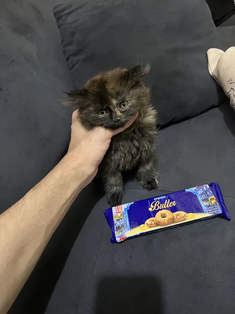 Persian kitten — photo 2