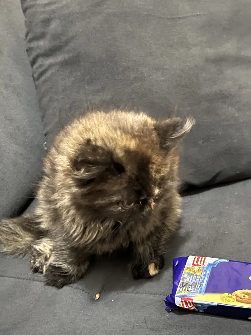 Persian kitten — photo 3