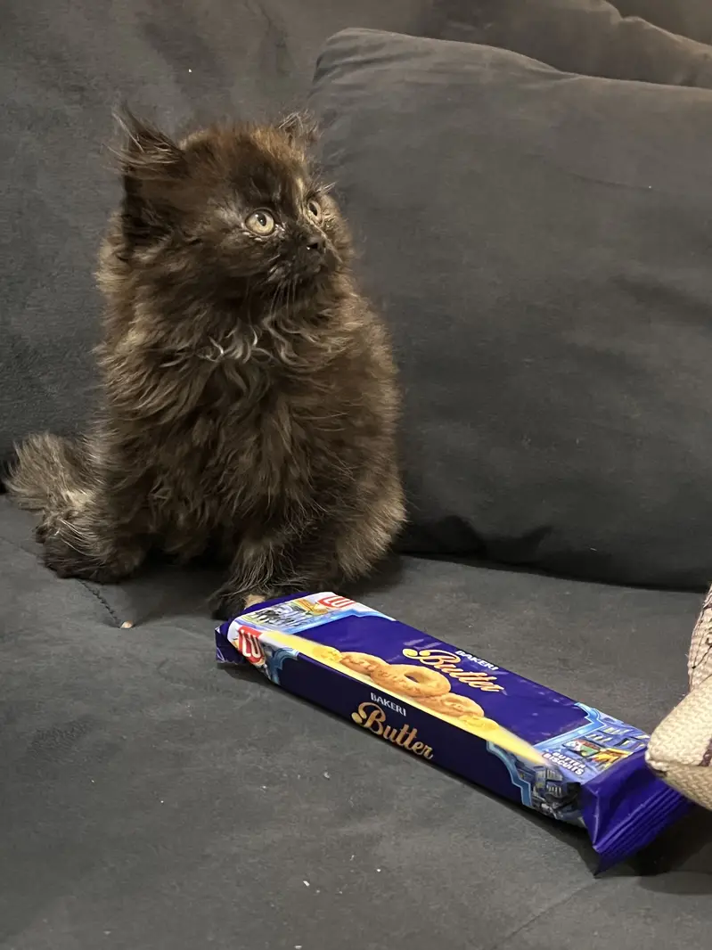 Persian kitten — photo 4