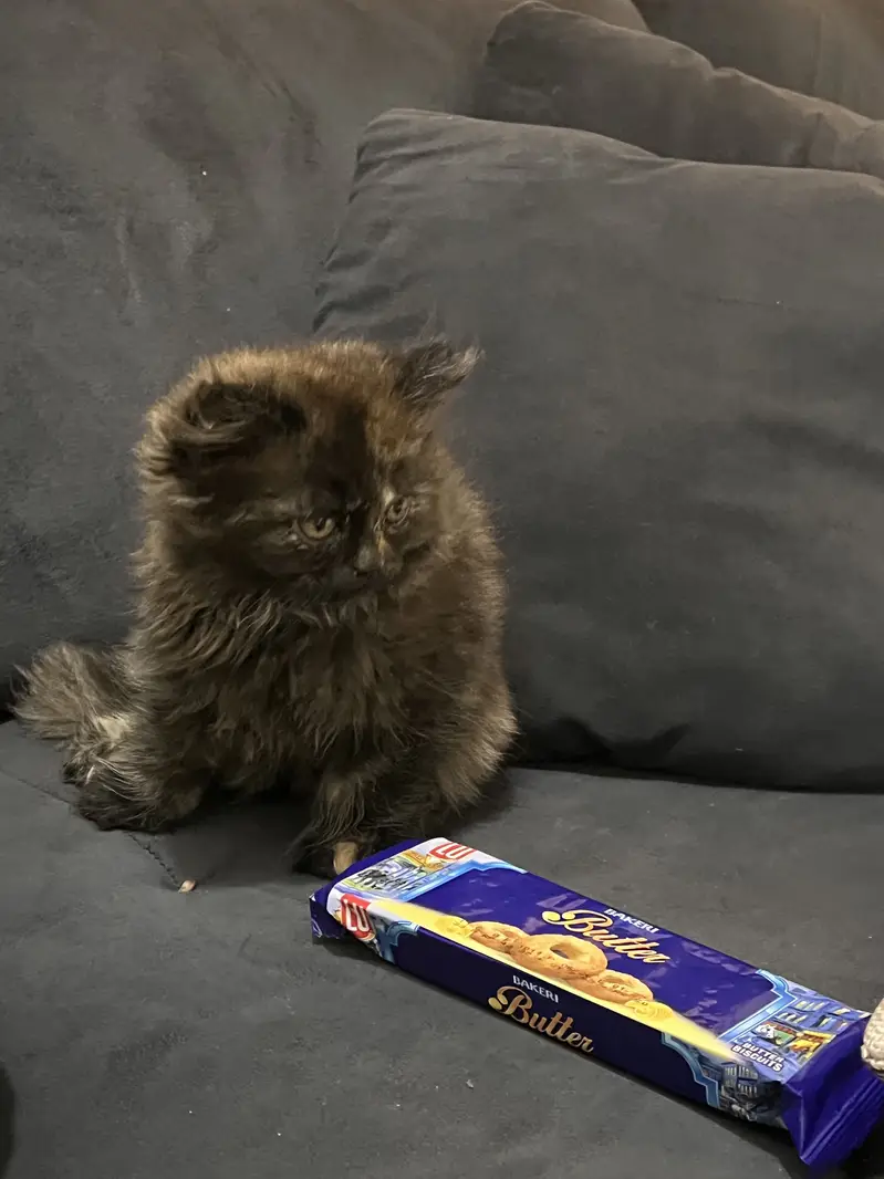 Persian kitten — photo 5