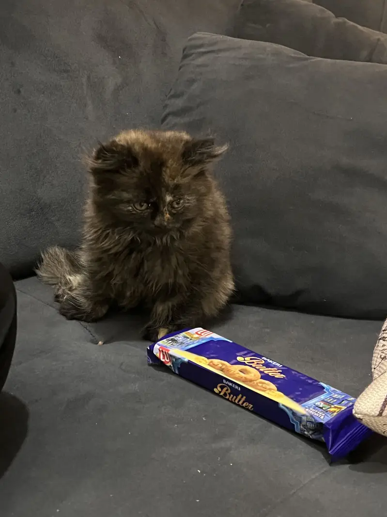 Persian kitten — photo 6