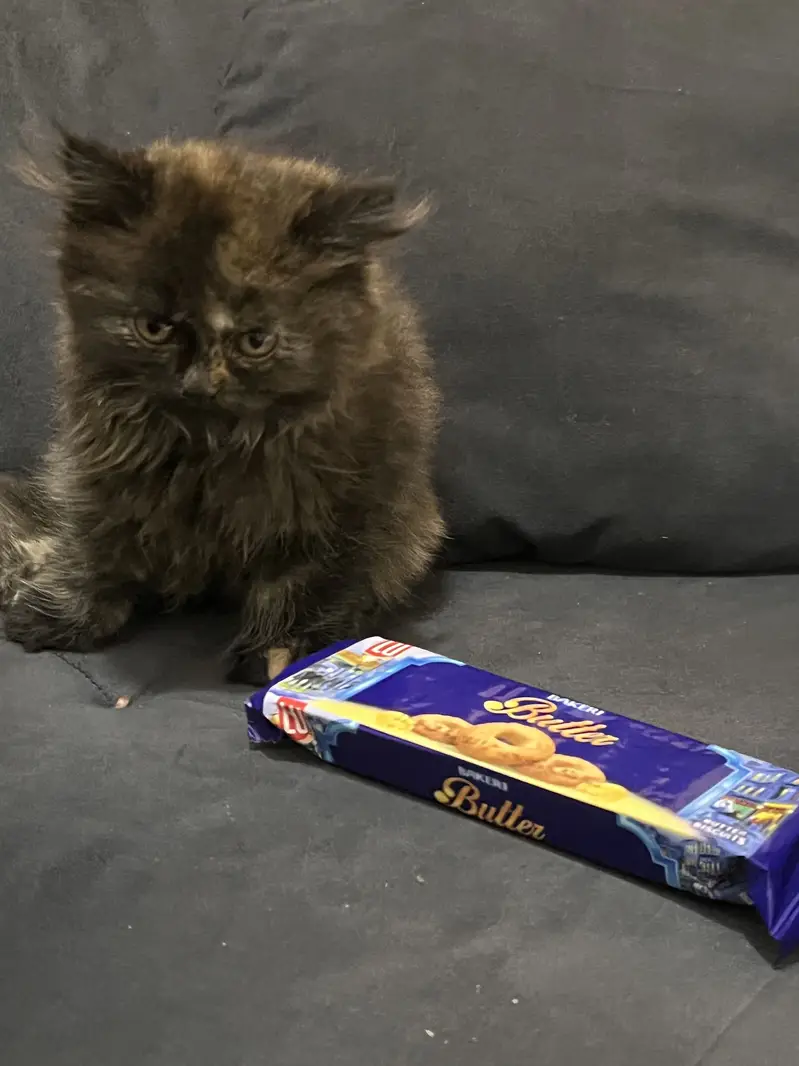 Persian kitten — photo 7