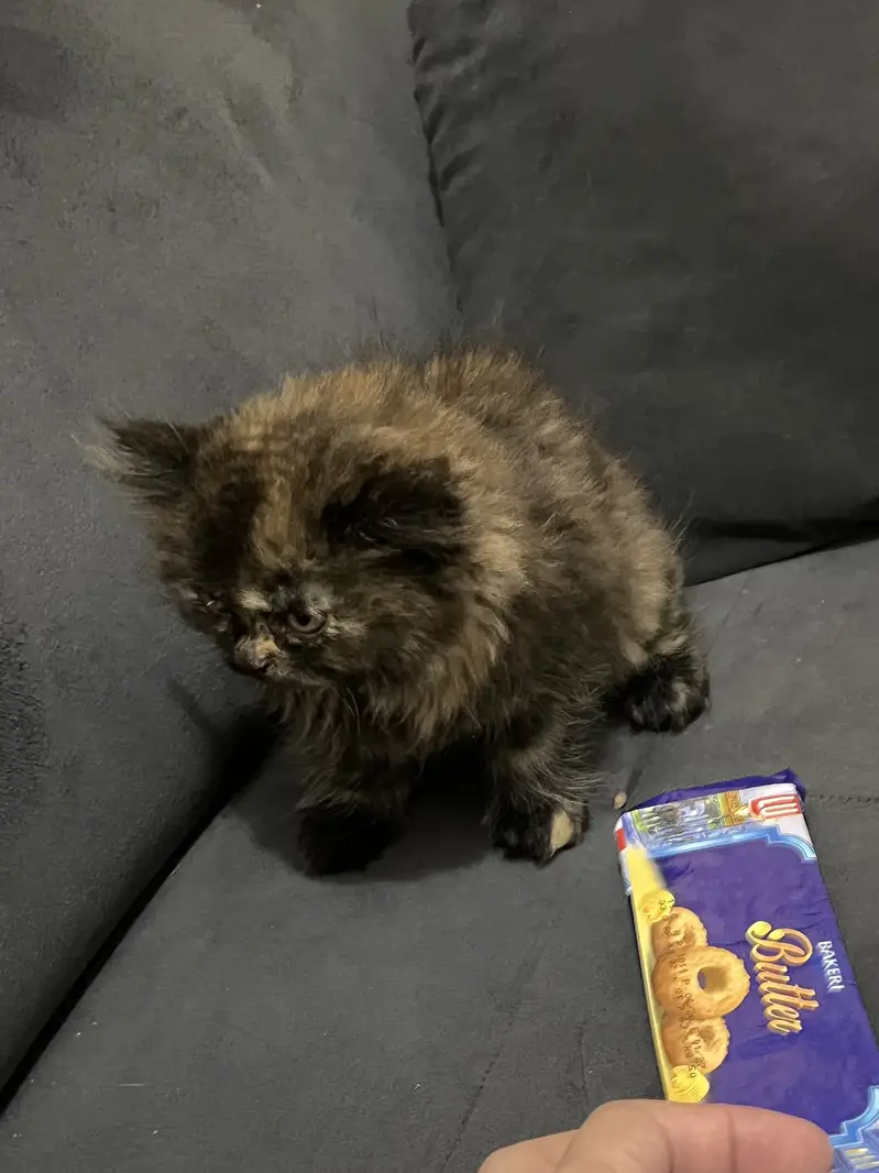 Persian kitten — photo 8