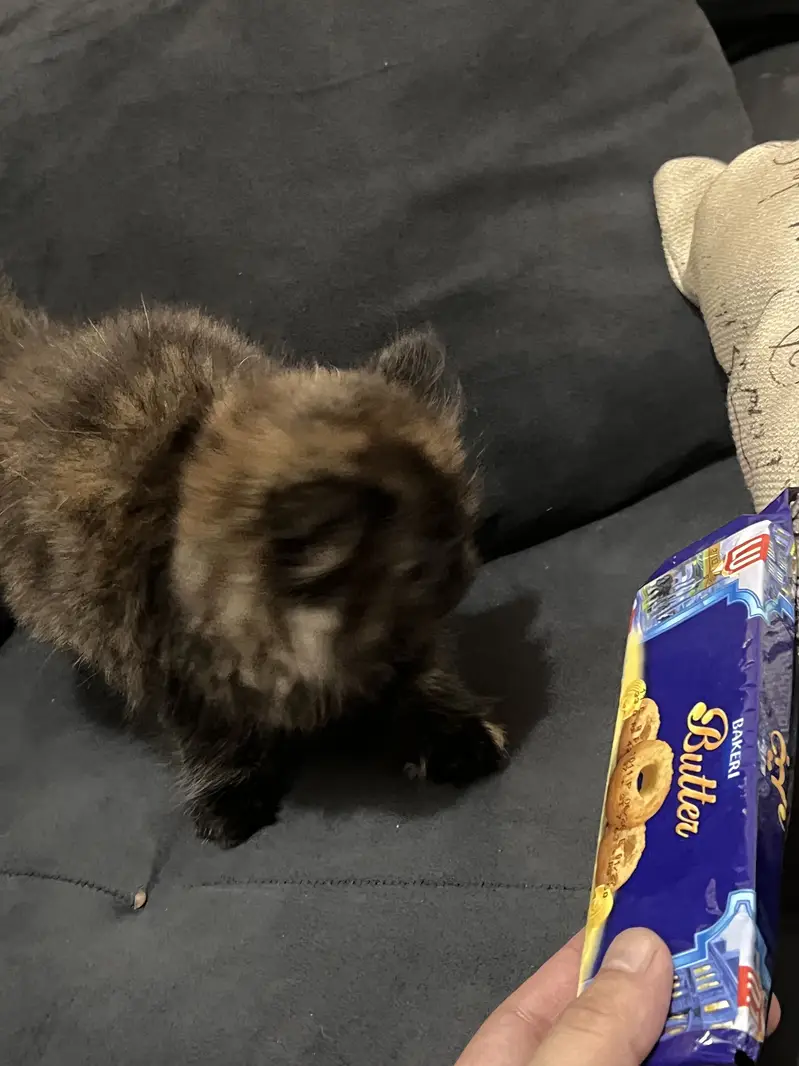 Persian kitten — photo 9