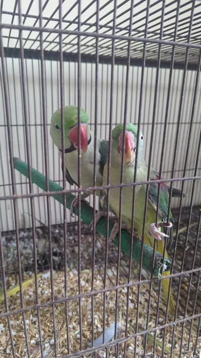 Raw Parrot Pair For sale