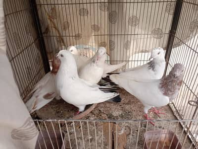 Pigeons