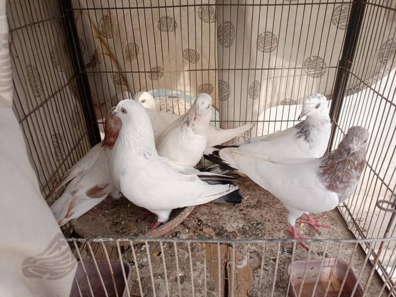 Pigeons 0