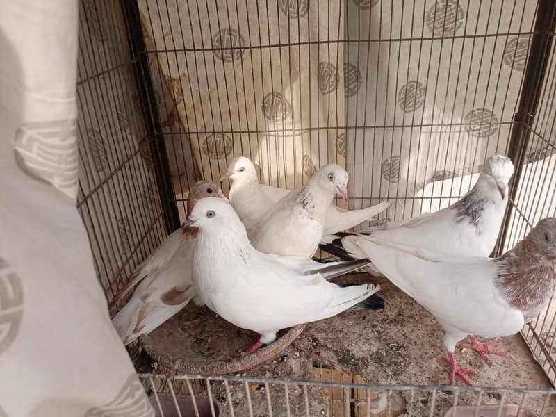 Pigeons 1