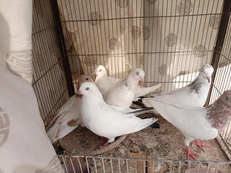 Pigeons — photo 2