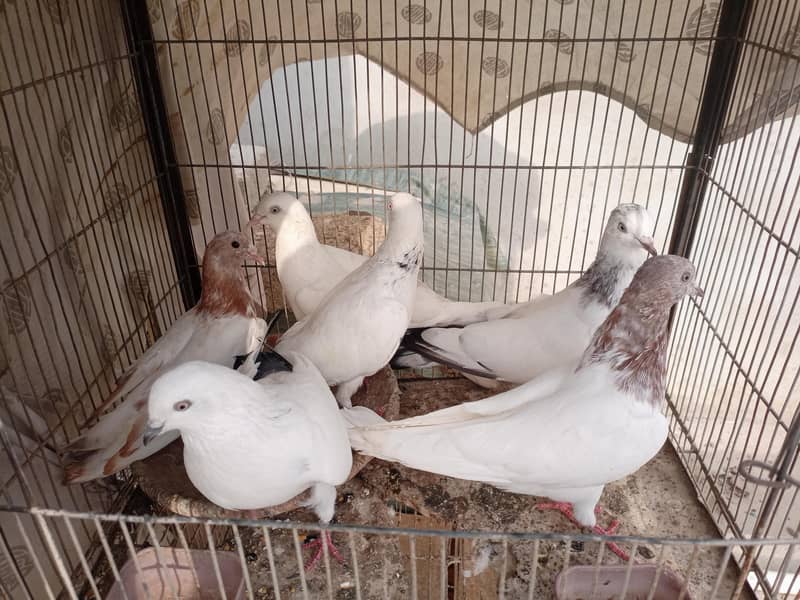 Pigeons 2