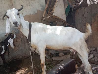 home bread  and bakri  wp msge  03482603500