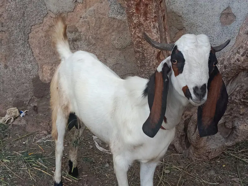 home bread  and bakri  wp msge  03482603500 — photo 4