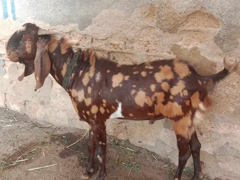 home bread  and bakri  wp msge  03482603500 — photo 5