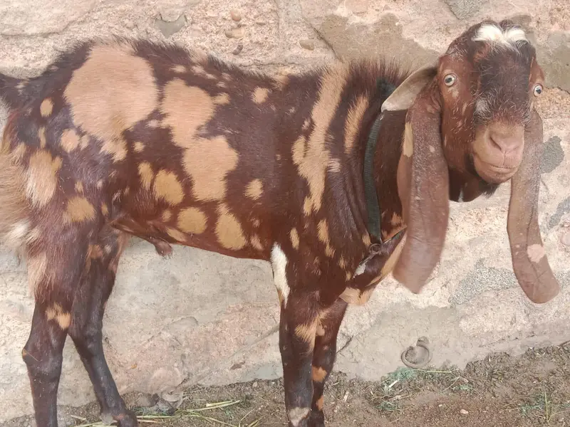 home bread  and bakri  wp msge  03482603500 — photo 6