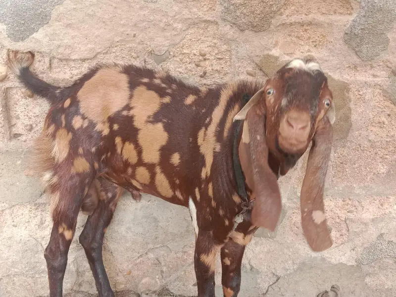 home bread  and bakri  wp msge  03482603500 — photo 7