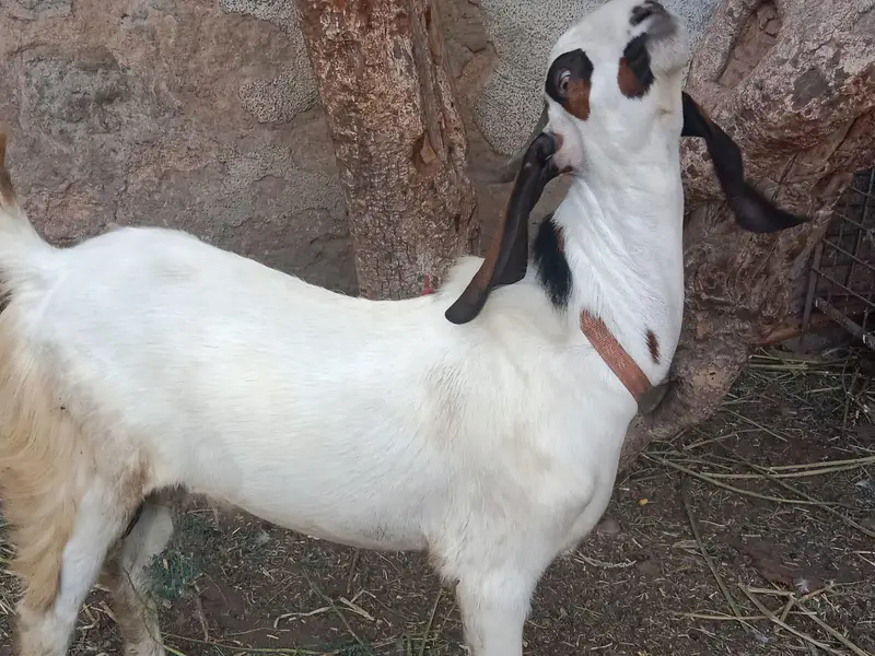 home bread  and bakri  wp msge  03482603500 — photo 9