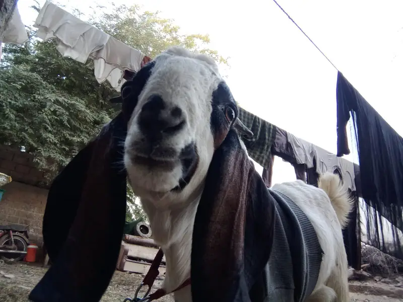 home bread  and bakri  wp msge  03482603500 — photo 10