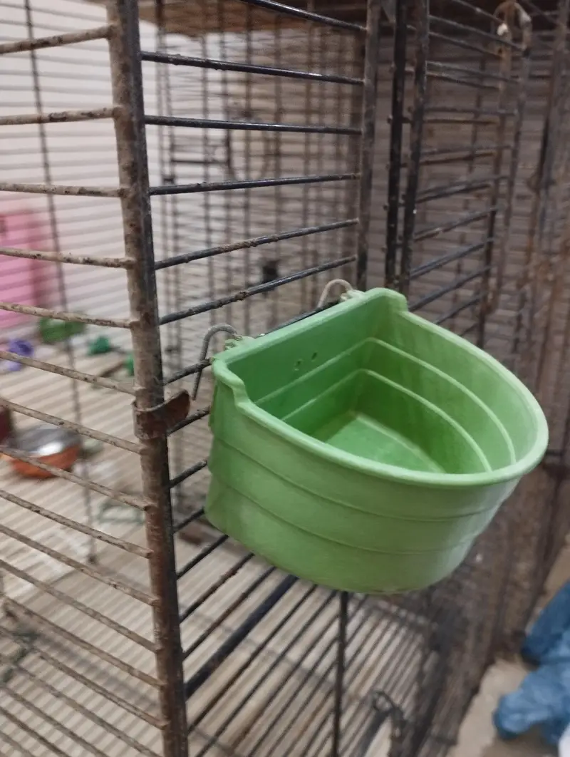 pots of birds for sale — photo 7