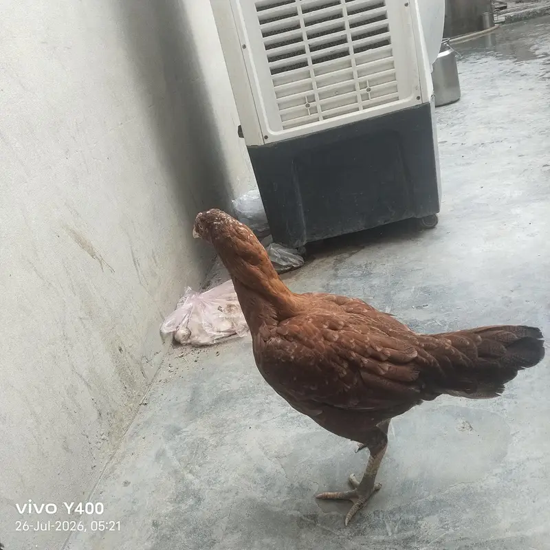 Aseel female murgi — photo 2