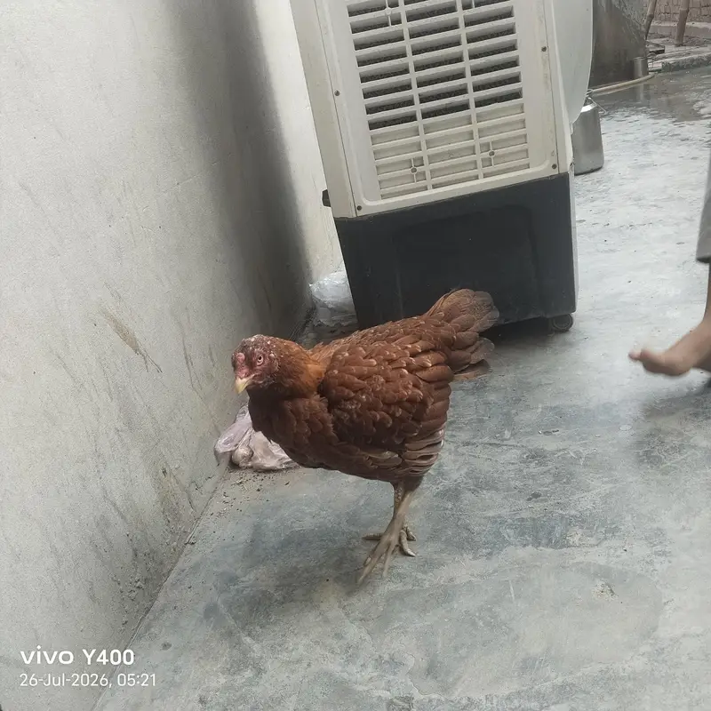 Aseel female murgi — photo 3