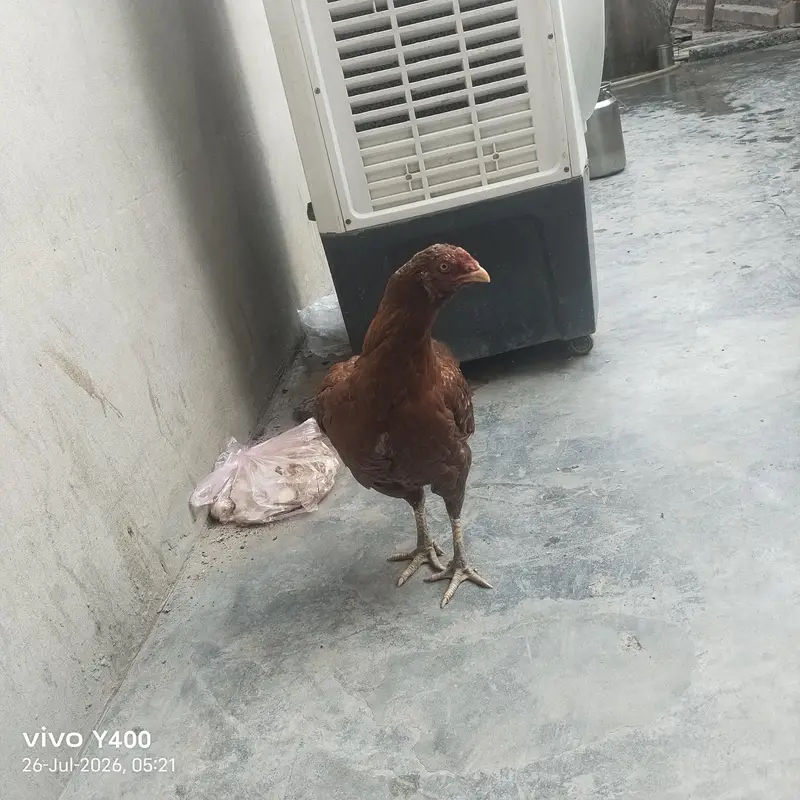 Aseel female murgi — photo 4