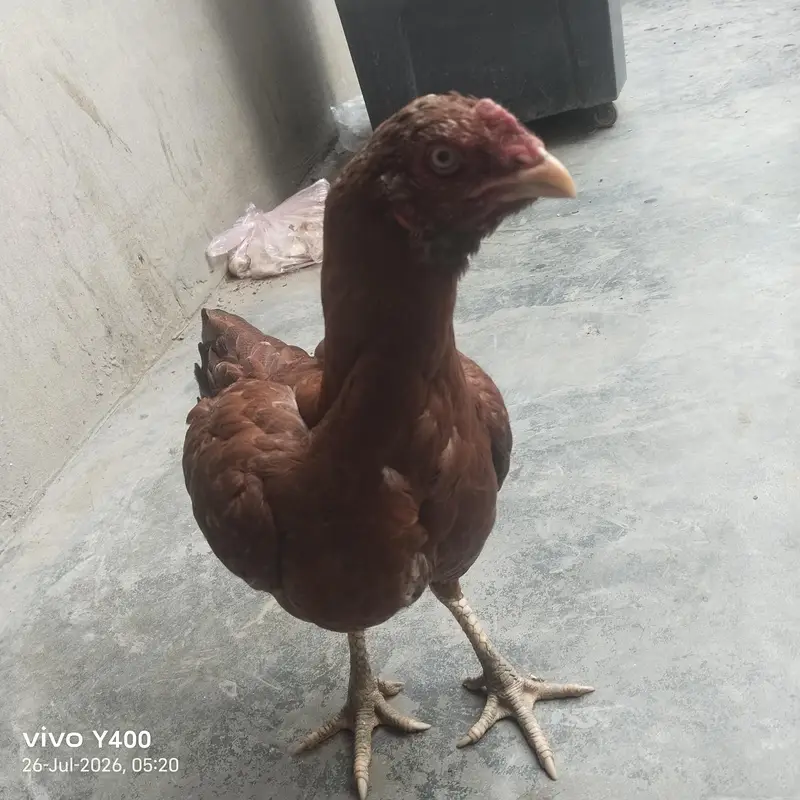 Aseel female murgi — photo 5