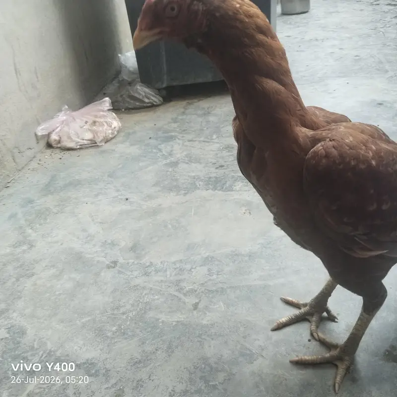 Aseel female murgi — photo 6