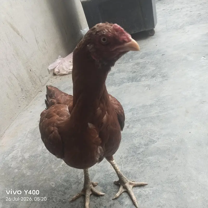 Aseel female murgi — photo 7