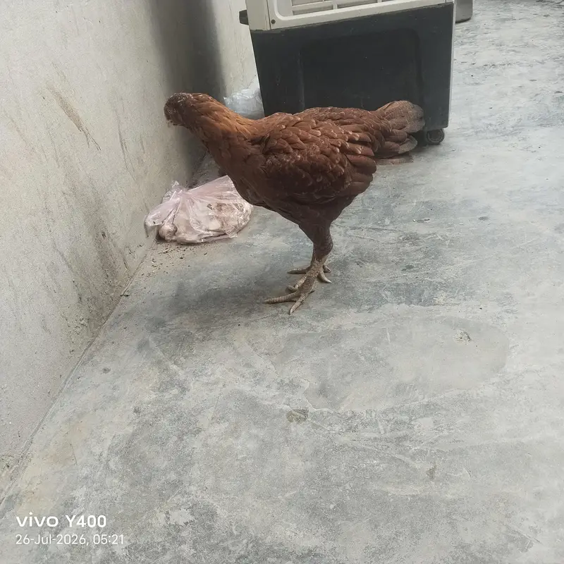 Aseel female murgi — photo 8