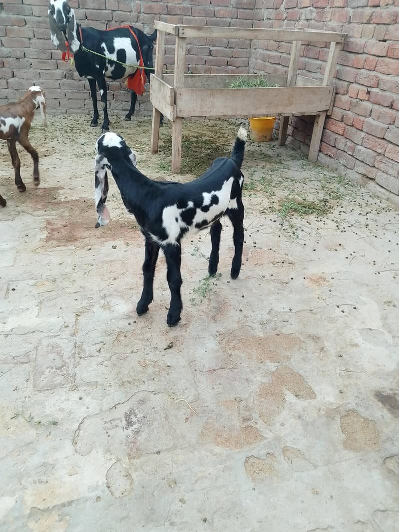 بچوں والی بکری 1