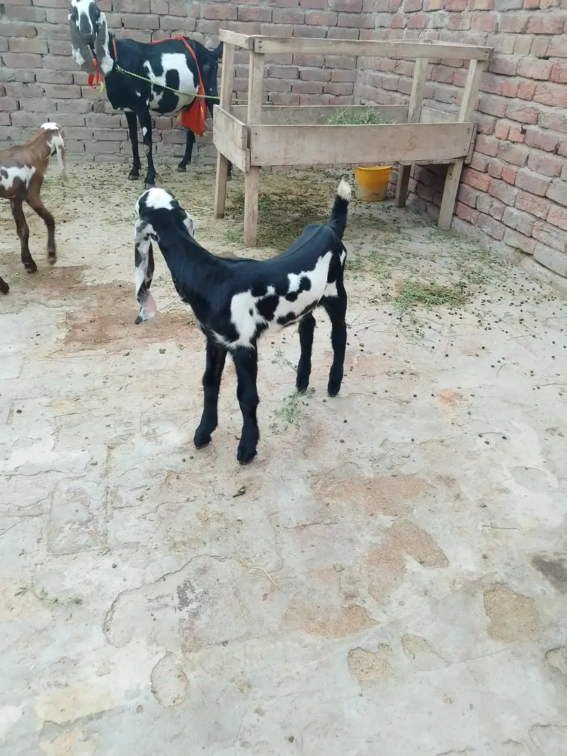 بچوں والی بکری — photo 2