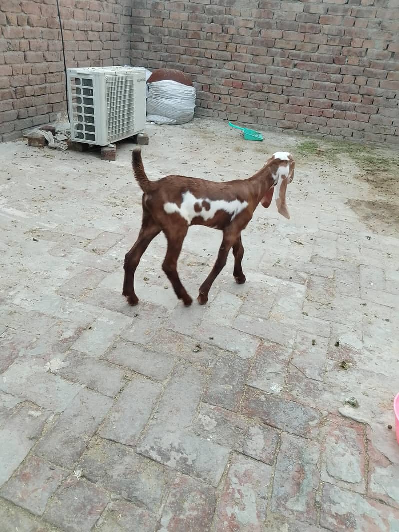 بچوں والی بکری 2