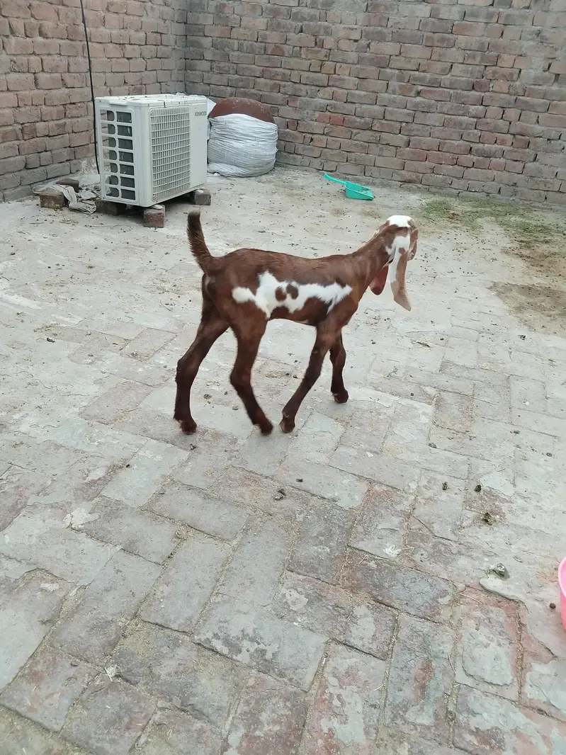 بچوں والی بکری — photo 3
