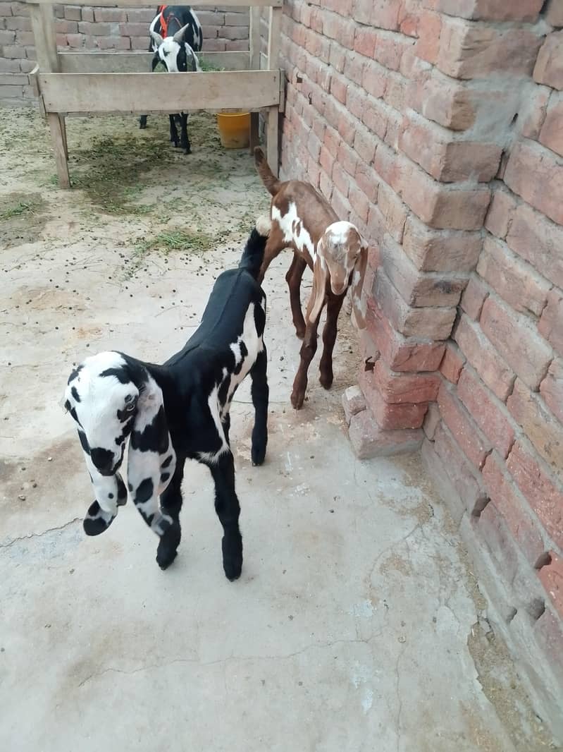 بچوں والی بکری 3