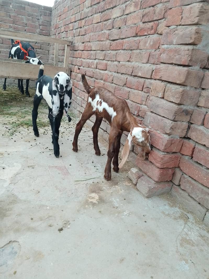 بچوں والی بکری 4