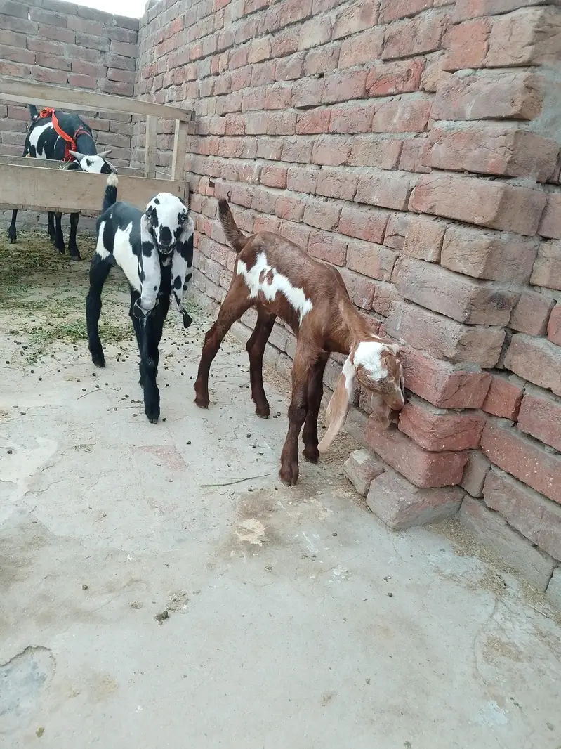 بچوں والی بکری — photo 5
