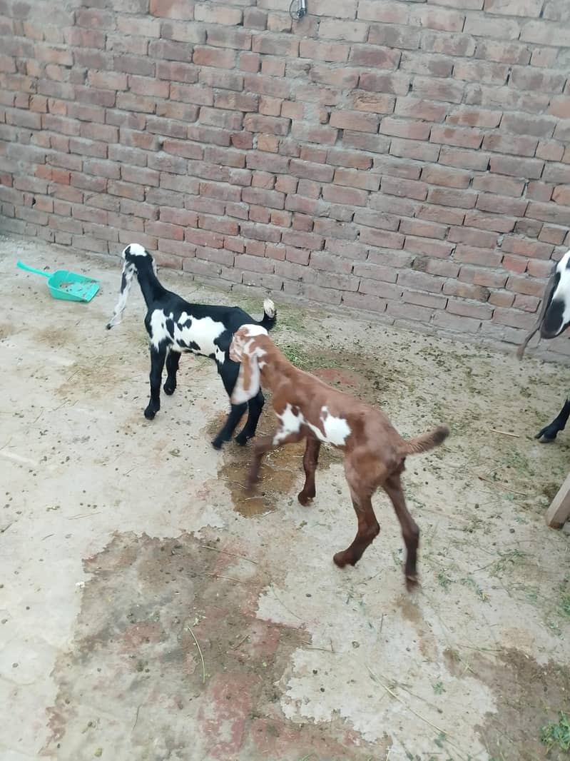 بچوں والی بکری 5