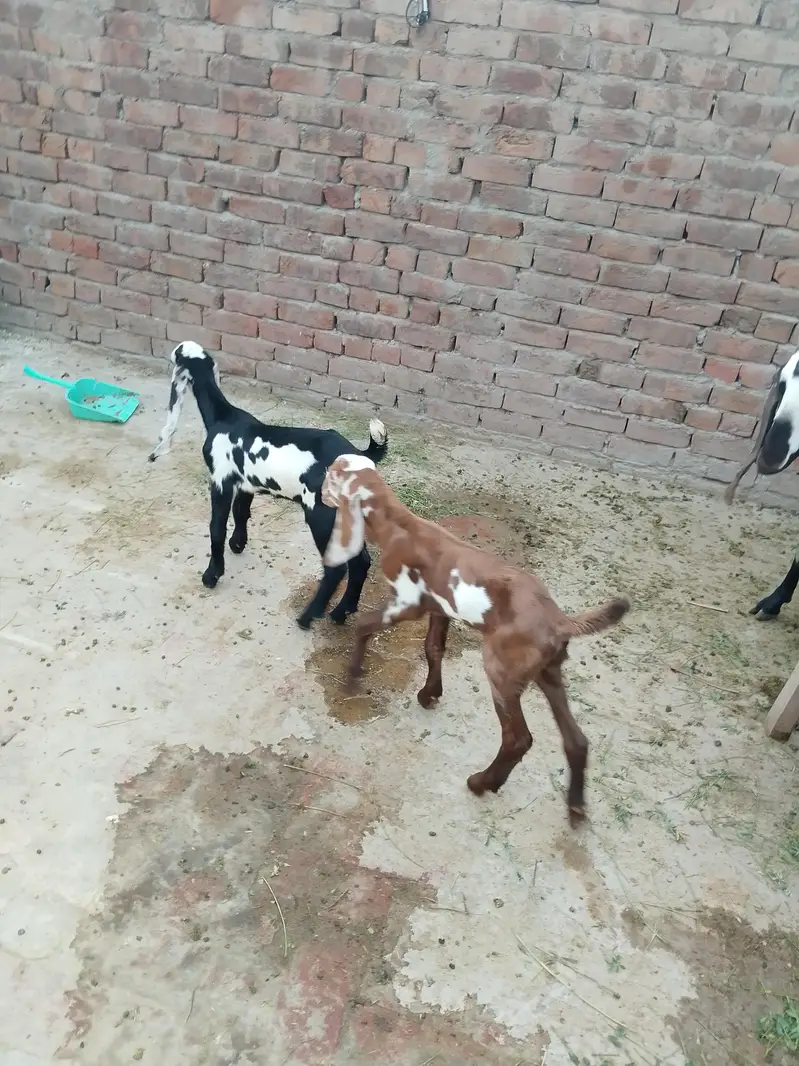 بچوں والی بکری — photo 6