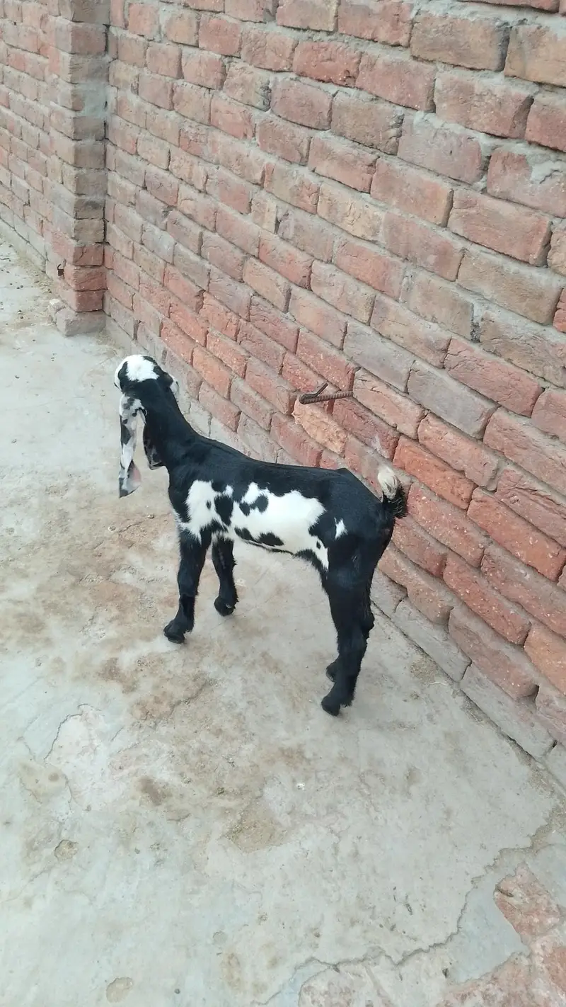 بچوں والی بکری — photo 7