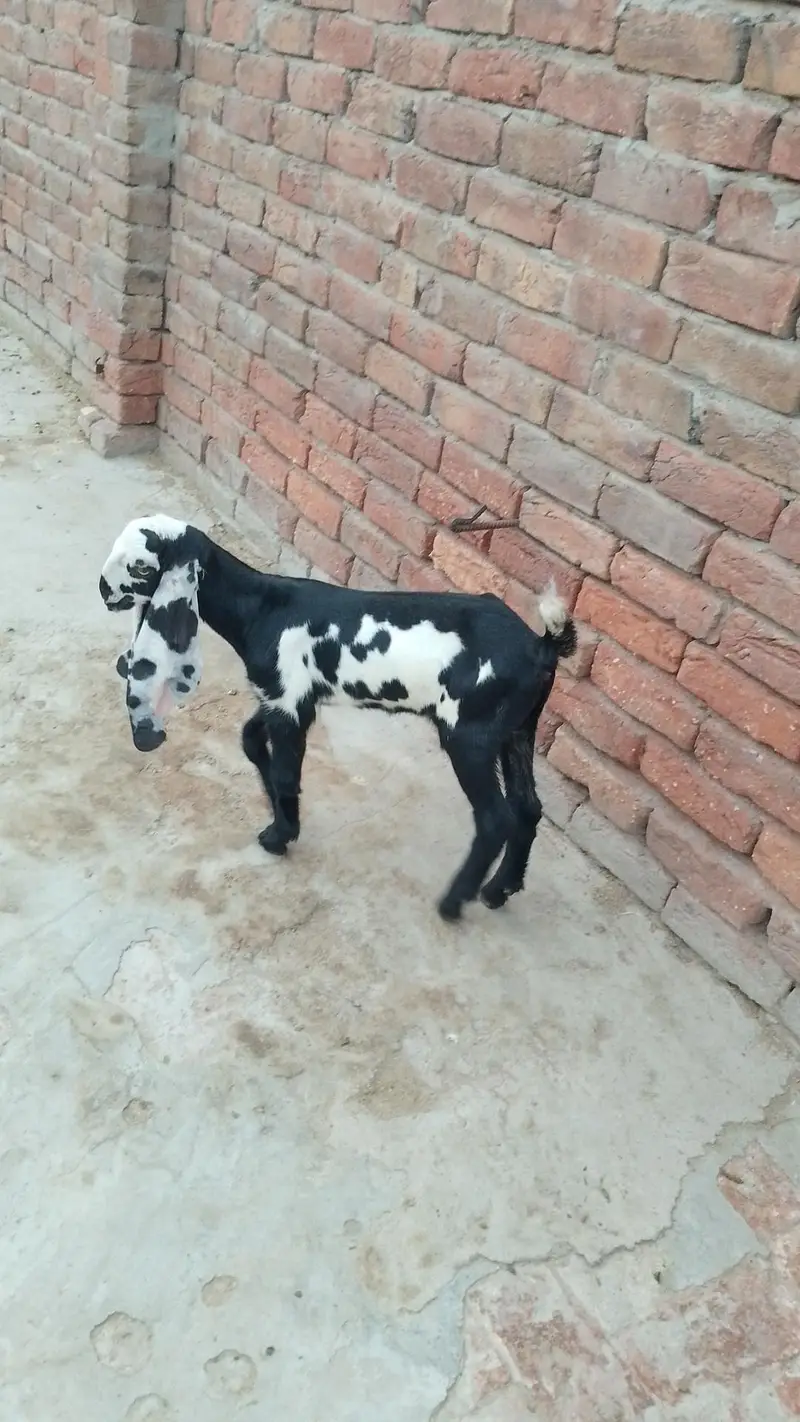 بچوں والی بکری — photo 8